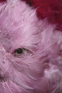 Lire la suite à propos de l’article Blöffique Théâtre